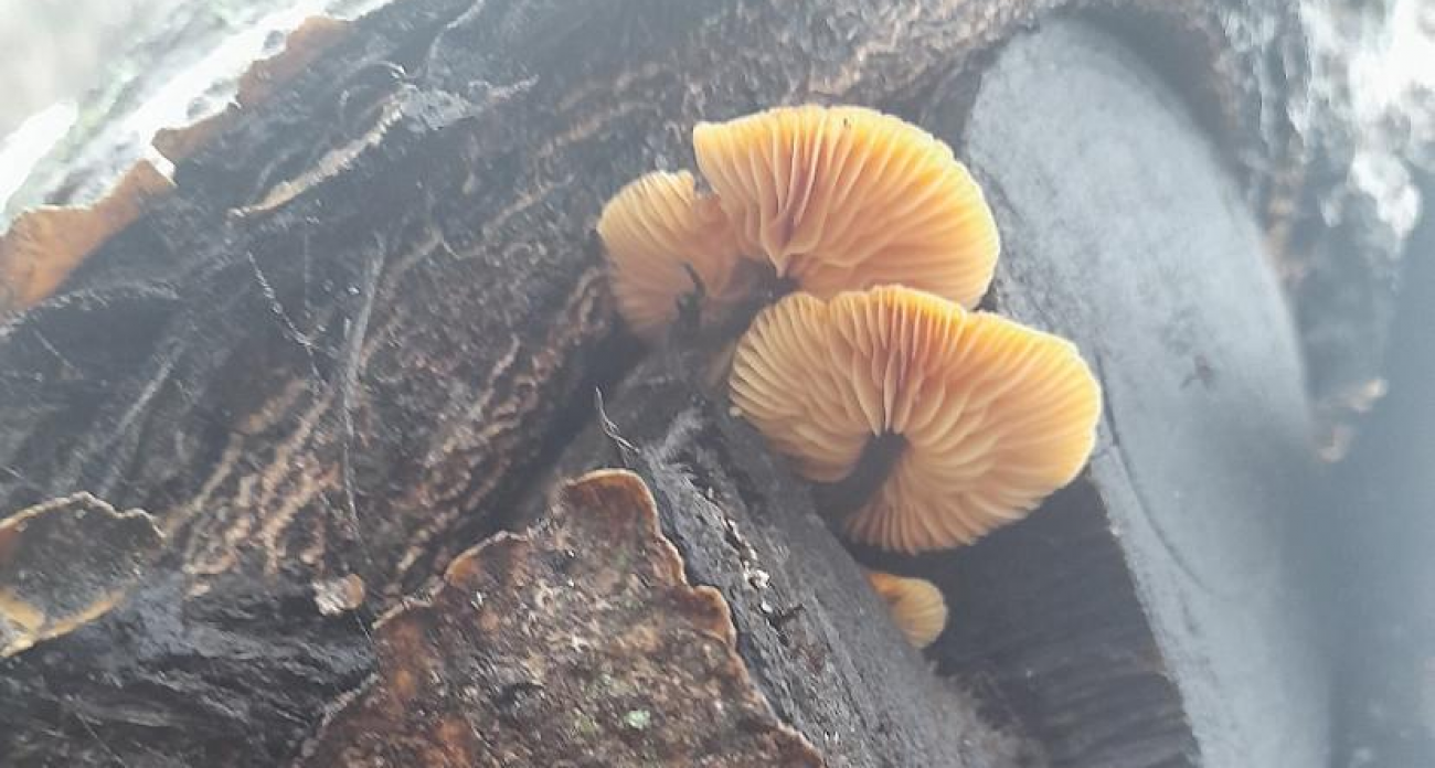 Саратовчанка нашла урожай зимних опят на грецком орехе спустя 13 лет