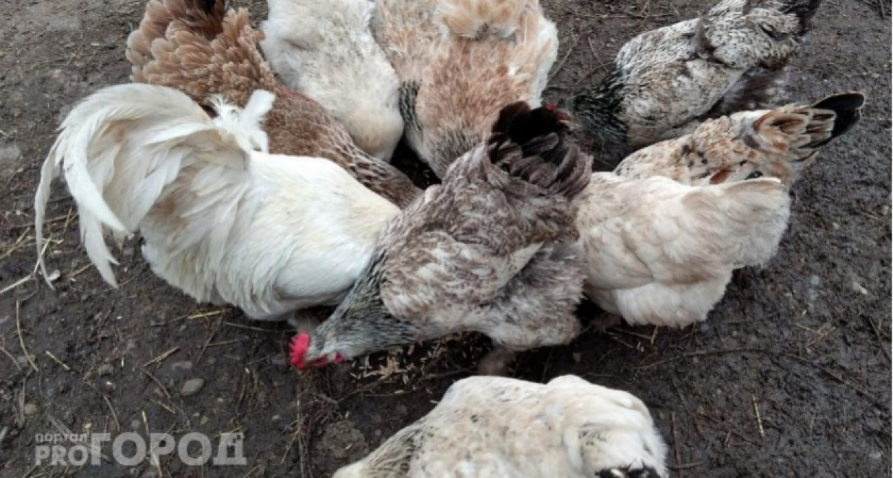 Одна хитрость в курятнике — и яйценоскость взлетит даже в мороз: фермеры не верили, пока не попробовали этот копеечный способ