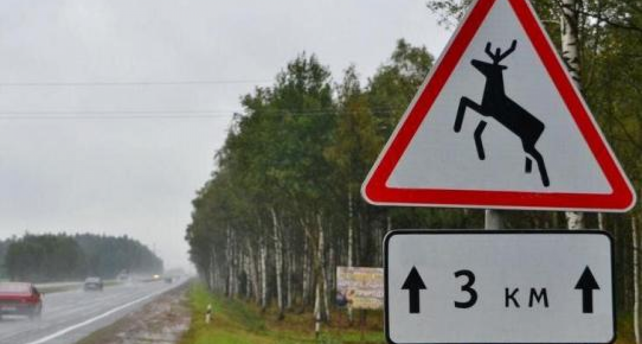 50 ДТП с дикими животными за год: водителям грозят иски на возмещение ущерба