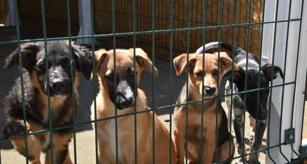 140 собак остались в нелегальном приюте: суд закрыл его год назад, но хозяин игнорирует решение