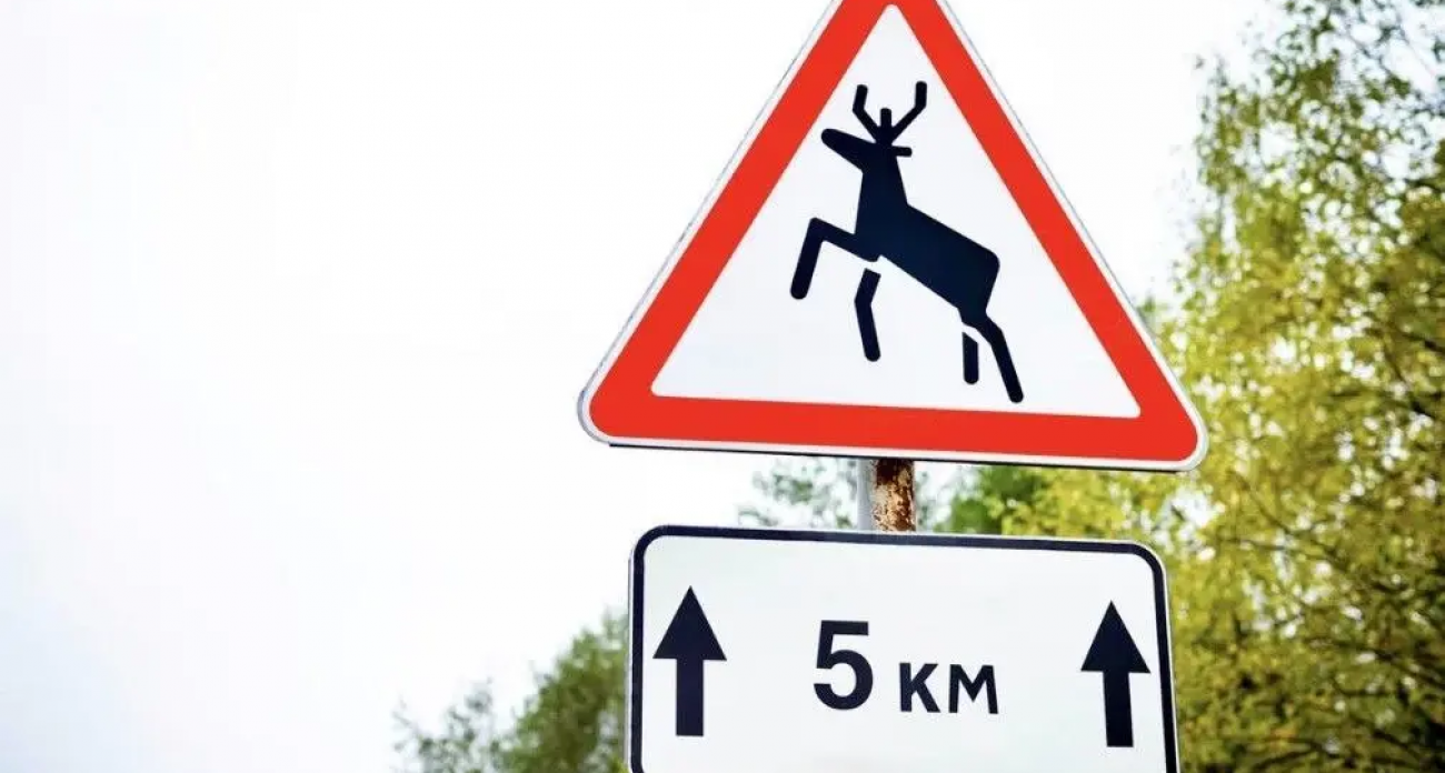 50 диких животных погибли под колесами: водителям выставили 12 исков на возмещение вреда