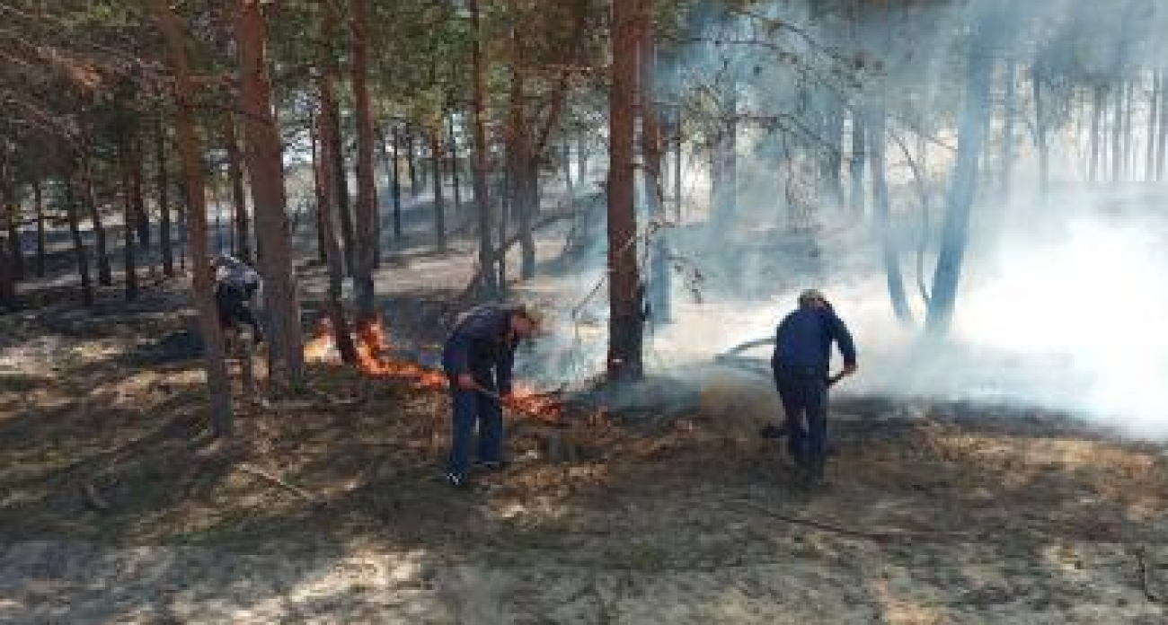 Саратовская область в топ-5: 100% лесных пожаров тушат за сутки против плана в 94% по России