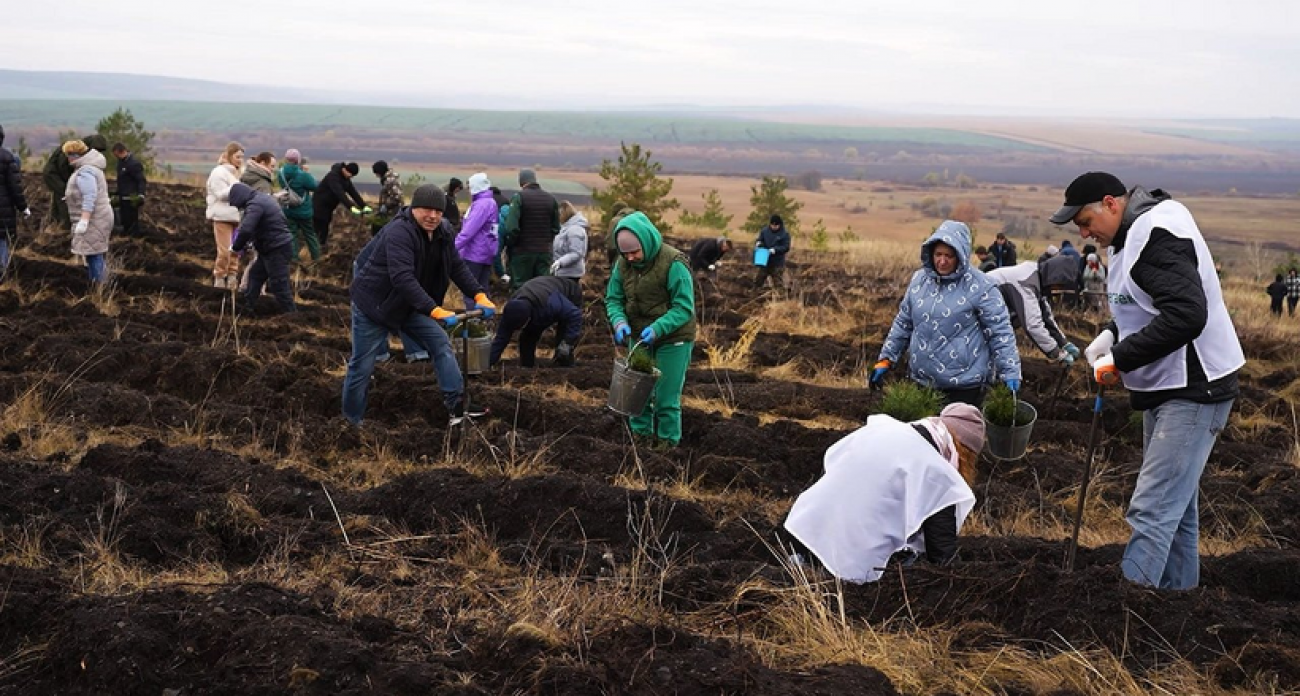 Саратовская область за год высадила 4 тысячи гектаров лесов из местных питомников