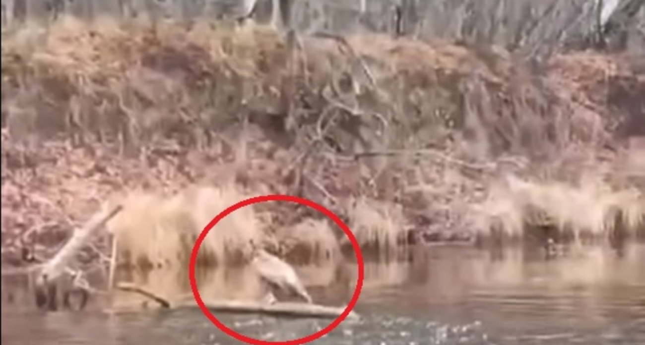 Молодой орлан-белохвост из Красной книги упал в воду после столкновения с сородичем в погоне за добычей (видео)