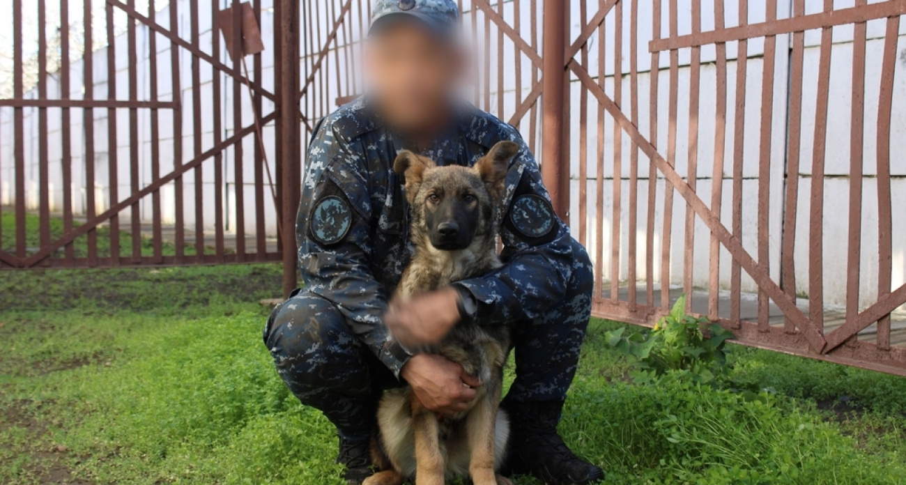 Семь щенков-овчарок из Саратова начали службу в ДНР: от карантина до поиска взрывчатки