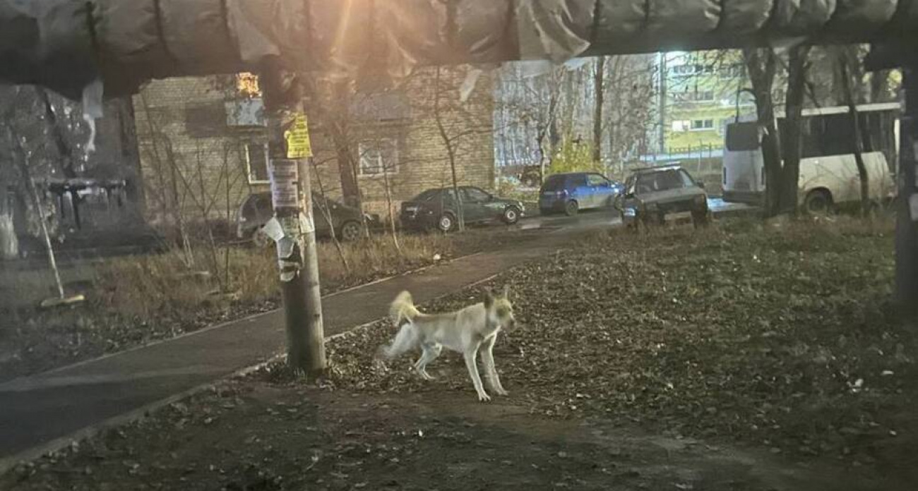 Дворняга, оторвавшая губу саратовчанке, до сих пор не поймана и терроризирует Ленинский район