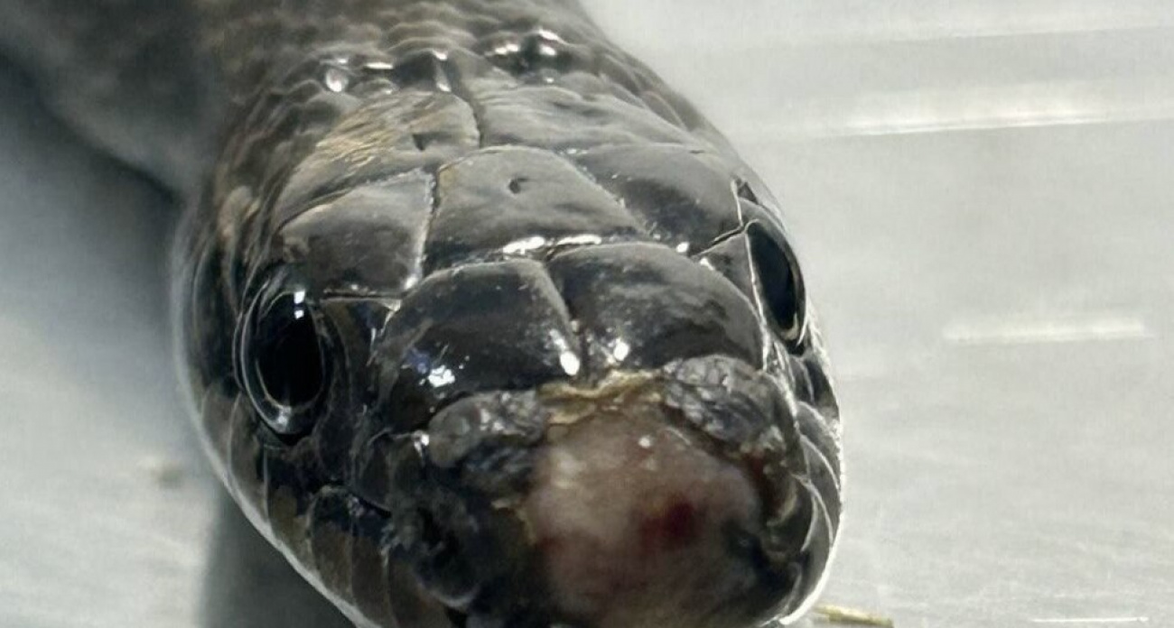 В Саратове узорчатого полоза выбросили в медицинском контейнере после двухмесячного лечения в Москве