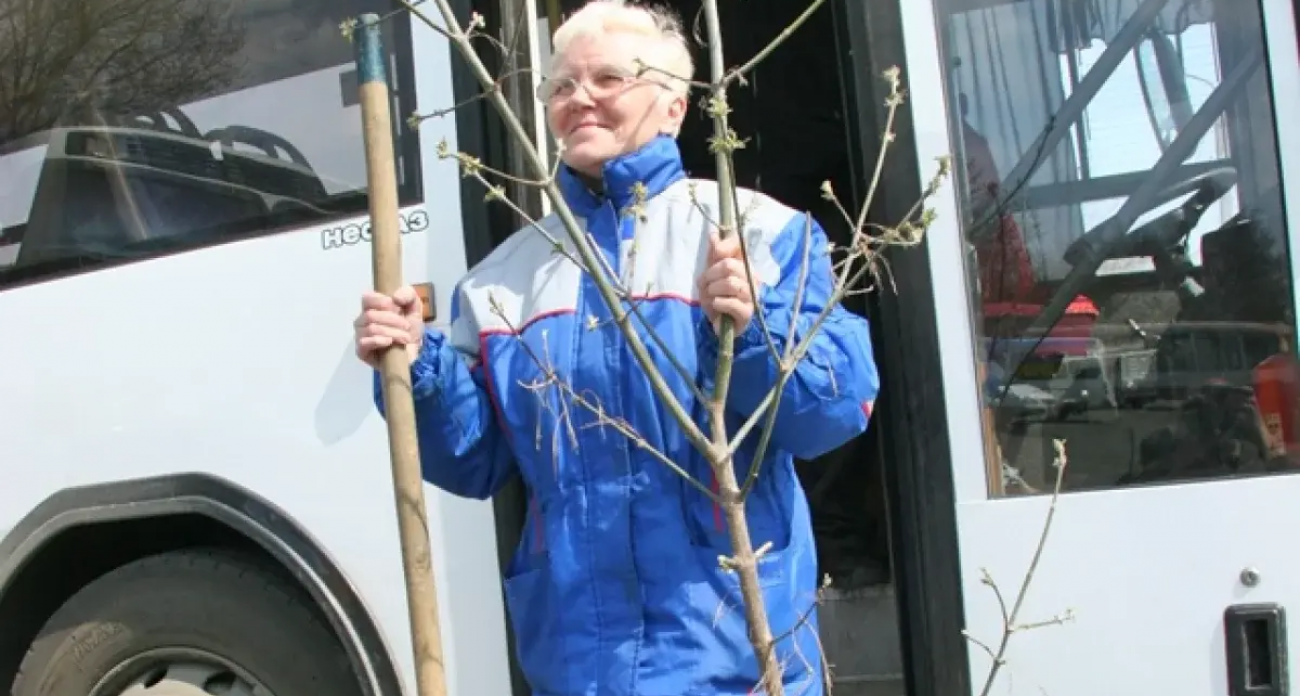 Саратов заменит 3 тысячи мёртвых деревьев новыми саженцами