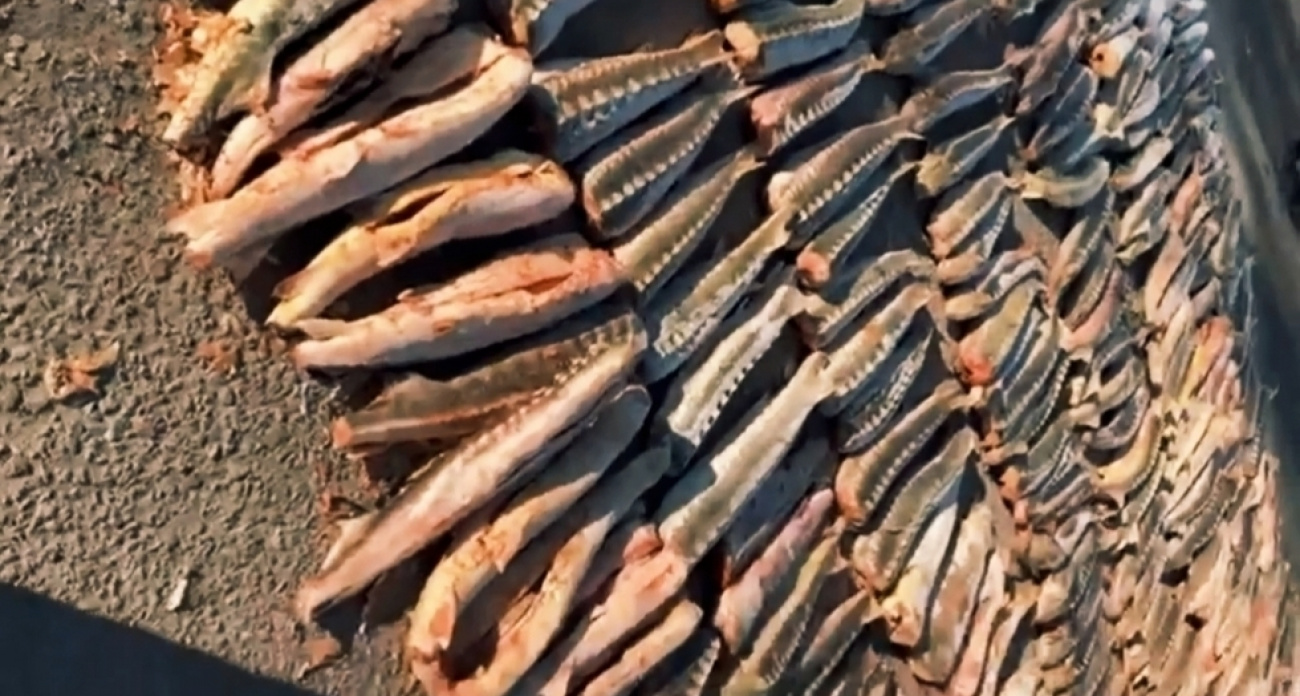 В Астрахани задержали рефрижератор с 1800 краснокнижными осетрами на 249 миллионов рублей