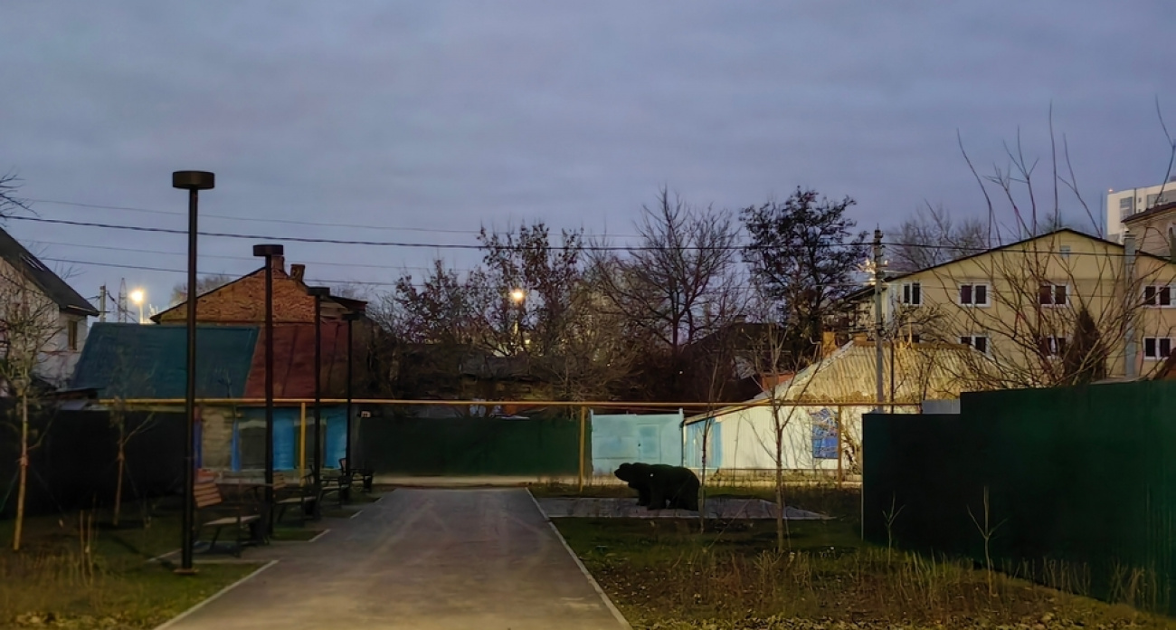 Топиарий-мишки во тьме: в новом сквере Саратова 2,5 месяца не работает освещение несмотря на проведённые провода