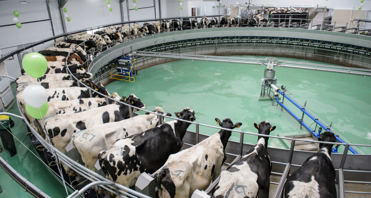 Здесь коровы живут лучше богачей: как немец спас русскую деревню от спившихся мужиков и построил молочную империю