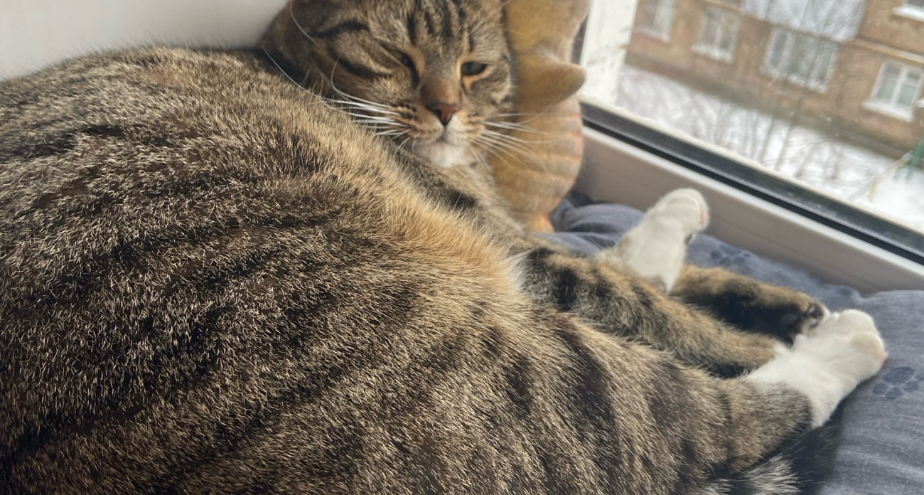 Ветеринары назвали точный возраст, до которого доживают кошки в домашних условиях