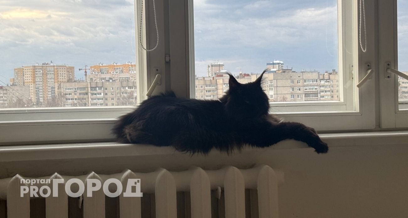 Ждет, а не скучает: что на самом деле думает кошка о вашем отсутствии