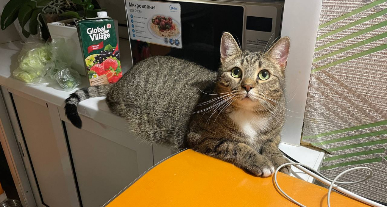 Чувствуют ли уличные кошки благодарность, когда их берут с улицы. Ответ вас удивит