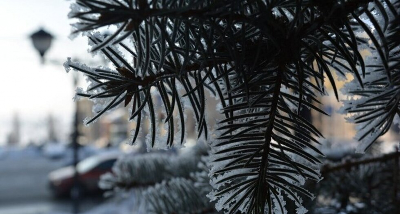 Губернатор Саратовской области запретил рубить ёлки второй год подряд ради спасения лесов