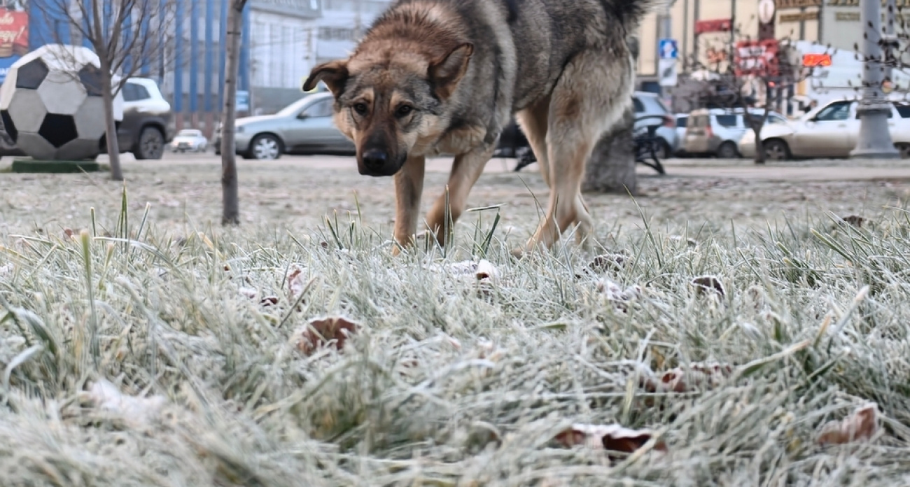 Порывы до 16 м/с и -14°: завтра в Саратовской области ожидается опасная метель с гололедом