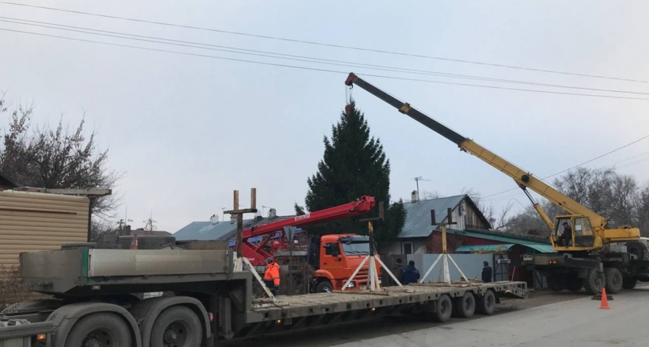 "Ель простоит месяц и отправится на мусорку": в Энгельсе спилили 200-летнее дерево с Тургенева для главной площади
