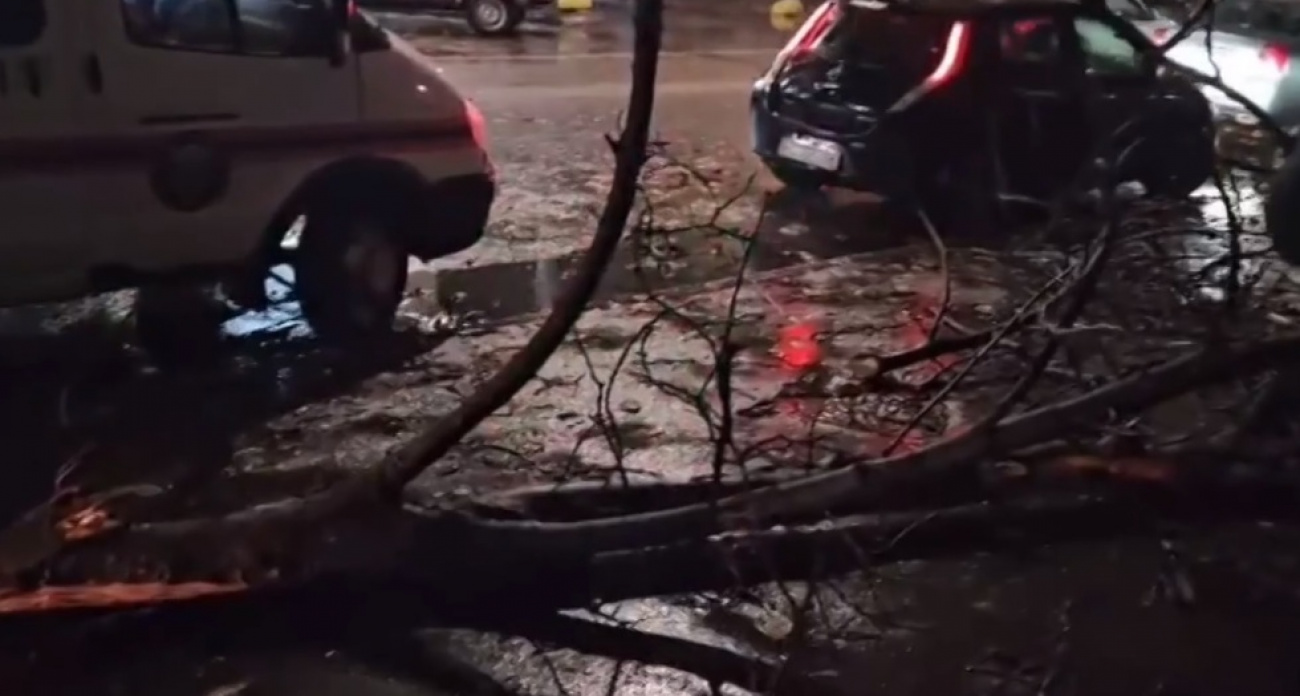 43-летняя начальник озеленения осуждена за падение ветки на девочку на улице Советской в Саратове