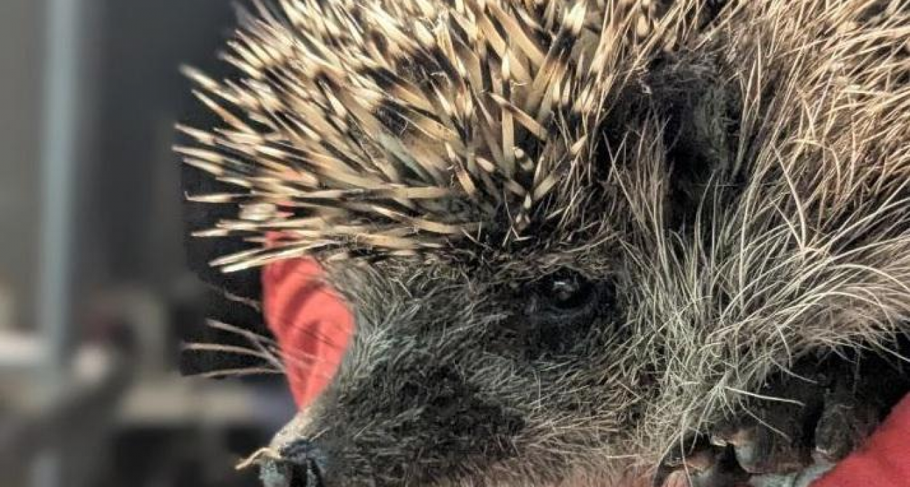 Ежиха Ежевичка проснулась посреди зимы и набрала вес больше, чем до спячки