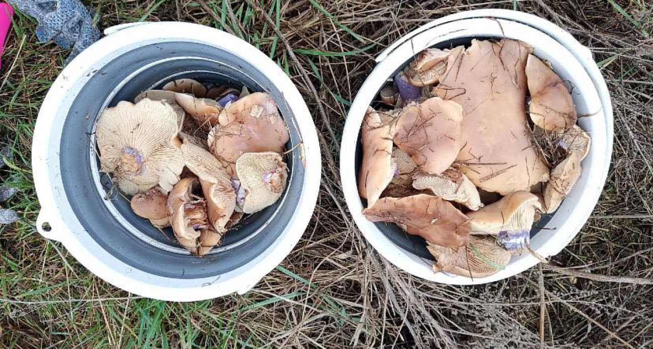 6 декабря саратовчанка собрала рекордный урожай зеленушек и серушек