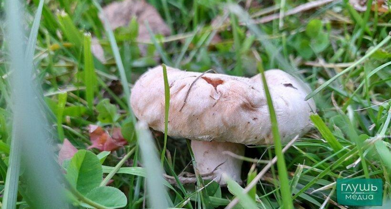 19 видов грибов в Саратовской области под угрозой исчезновения — за сбор грозит уголовная ответственность