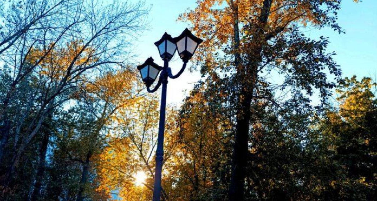 Саратов оцифровал все деревья: 95% приживаемости растений за год