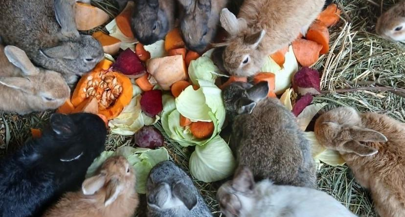 Саратовцы спешат на помощь раненым животным: нужна ветошь для живого уголка