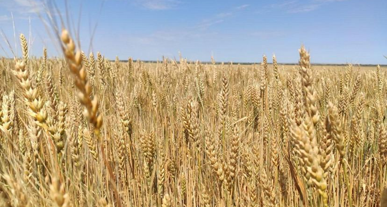 Саратовские аграрии заработали на 18% больше: зарплаты превысили 63 тысячи