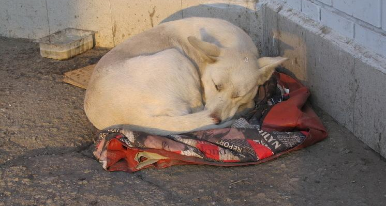 Каждый третий саратовец отказывается от спасительной прививки от бешенства