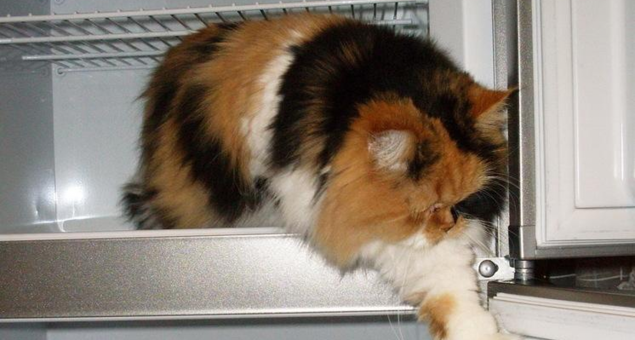 Новогодние каникулы превратили холодильники саратовцев в «бомбы замедленного действия»