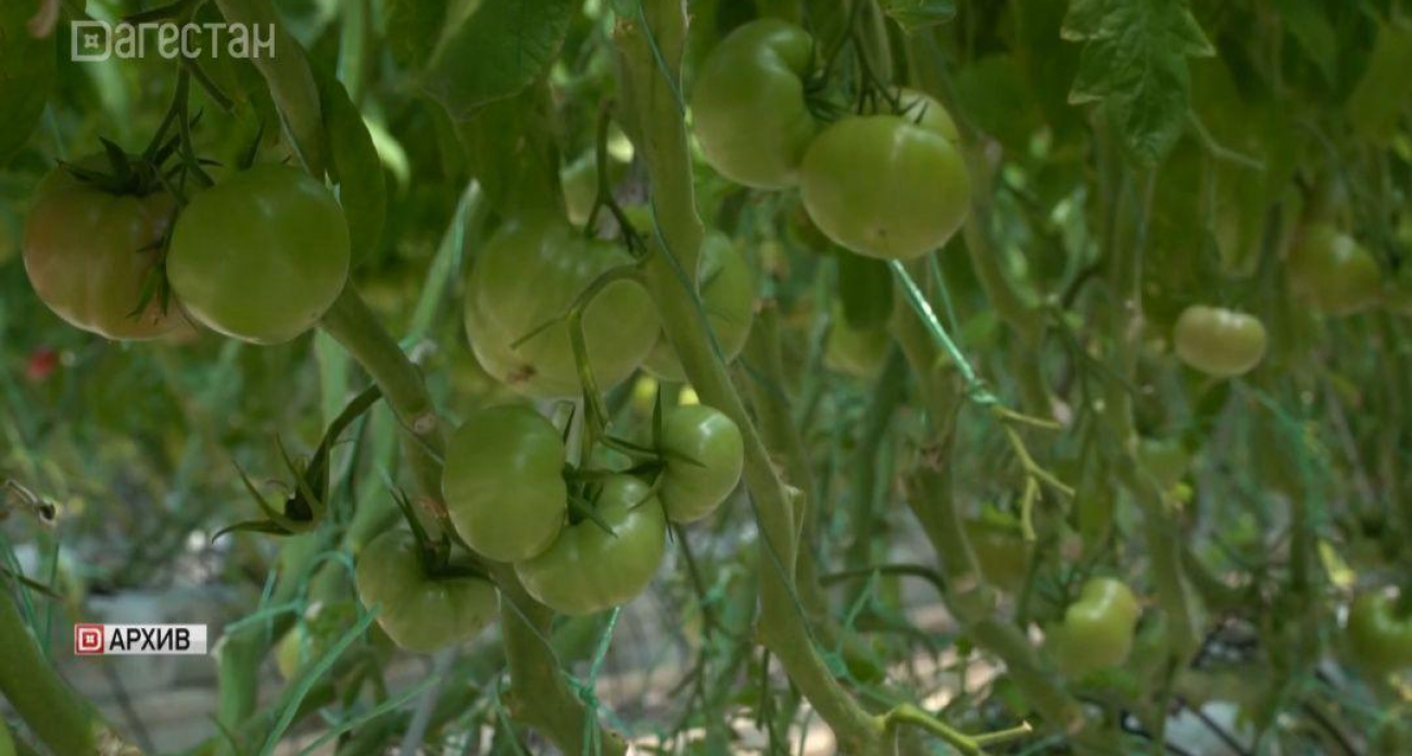 Рекордные 74 тыс. тонн овощей: как 700 гектаров дагестанских теплиц накормили всю страну