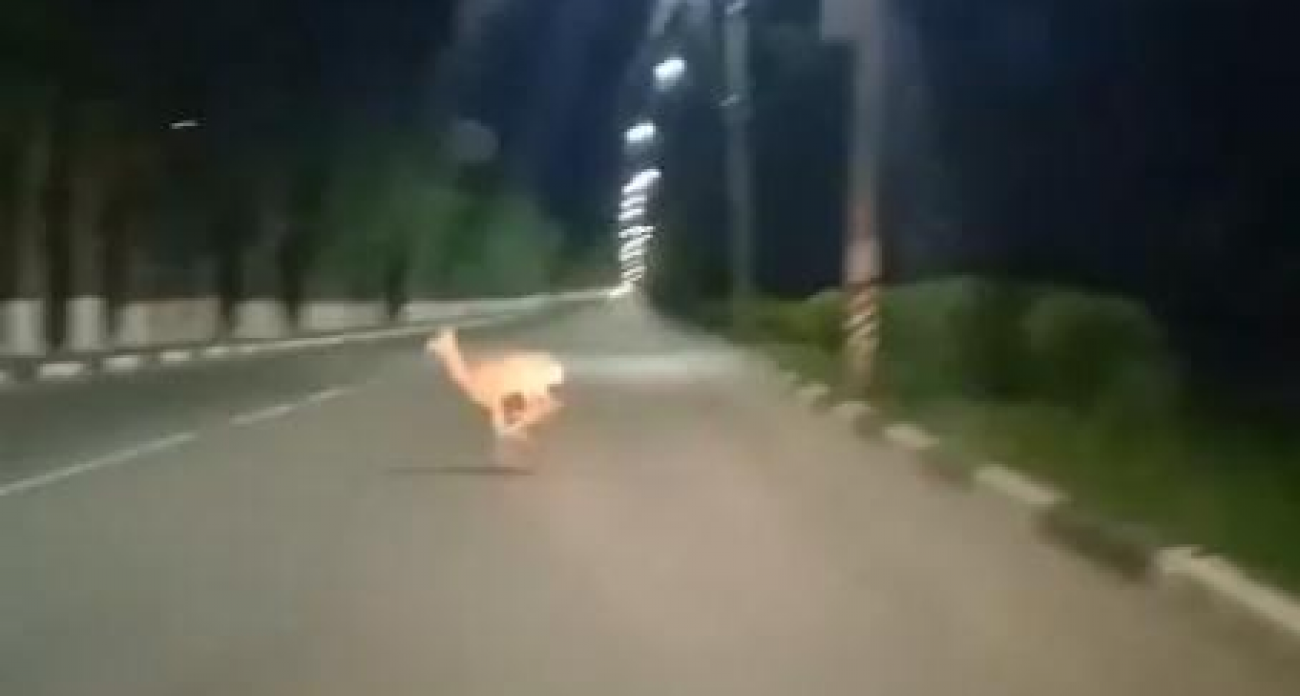 72 трупа за колесами: косули и лоси гибнут в десятках ДТП на дорогах Саратовской области