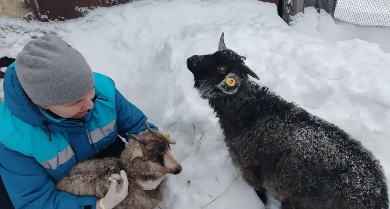 Рекордные 4 миллиона птиц и 216 тысяч коров: как ветслужба защитила регион от эпидемий в январе