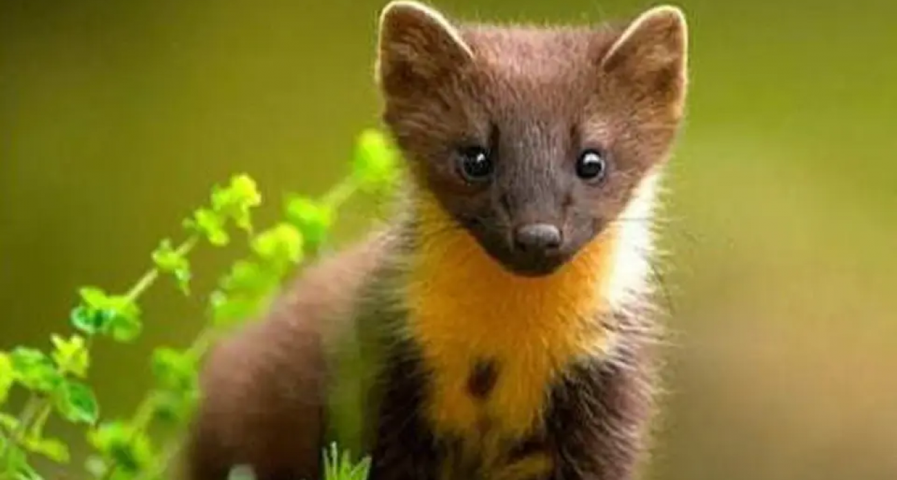 Последние 48 часов пушной охоты: куница, норка и хорь под запретом с 15 февраля в Саратовской области