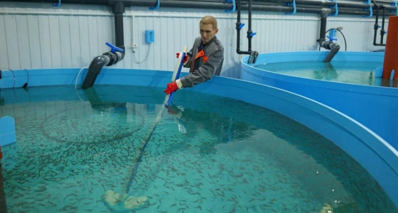 46 бассейнов под Марксом: саратовская форель захватывает прилавки области