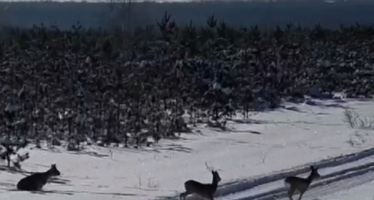 260 охотугодий Саратовской области впервые поставят на кадастровый учет