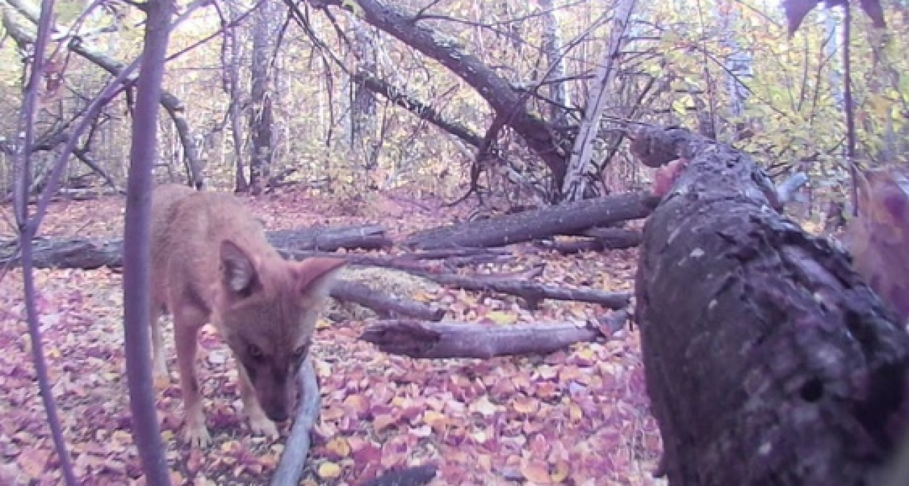 Краснокнижные животные стали угрозой для жителей Саратовской области