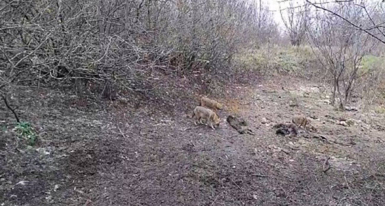 За убитого шакала в Саратовской области платят 1200 рублей