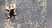 Агрессивный хомяк попал на видео в Татищевском районе