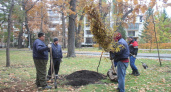 В Городском парке Саратова высадили 28 молодых дубов