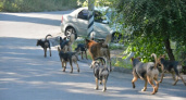 В Саратовской области поймали втрое меньше бездомных животных от запланированного