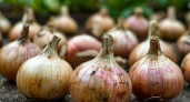 Саратовская компания заплатит 882 тысячи рублей за поставку гнилого лука