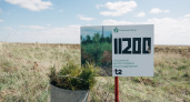 T2 и волонтеры высадили более 11 тысяч сосен в Саратовской области