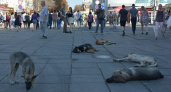 В Саратове начнется отлов бездомных животных