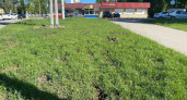 В Саратове украли зеленые насаждения на 7-й Нагорной