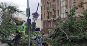 Ураган в Саратове повалил памятник природы и повредил газовую трубу