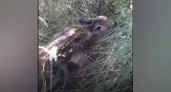 В Саратовской области нашли детёныша косули и призвали не трогать диких животных