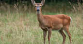 Трех браконьеров из Вольска осудили за незаконную охоту на косулю