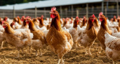 Поголовье птицы в Саратовской области выросло на 37% за год