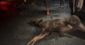 В Саратове ночью у аэропорта «Гагарин» лось столкнулся с двумя машинами и погиб